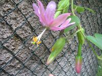 Wanderung Curral dos Romeiros