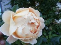 Molde Stadt der Rosen