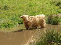 Longhorn in Stirling