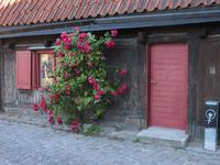 Visby die Stadt der Rosen