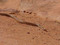 Schlange Arches Nationalpark