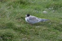 Küstenseeschwalbe jungvogel