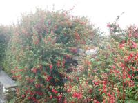 Fuchsienhecken