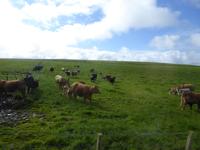 Orkney Inseln 