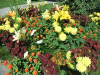Blumenpracht auf der Insel