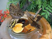 Im Schmetterlingshaus