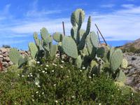 Kakteen soweit das Auge reicht