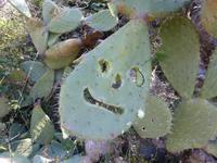 Ein lustiges Kakteengesicht