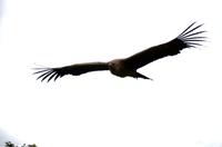 095 Warwick Castle, Raubvogelshow