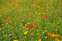 105 Ironbridge George, Sommerwiese