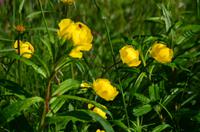 124 Femundsmarka Nationalpark