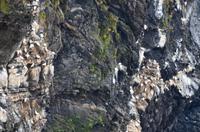 351 Insel Runde, Basstölpel am Vogelfelsen