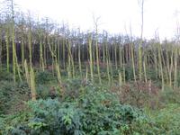 Kormoranfolgen auf der Kurischen Nehrung