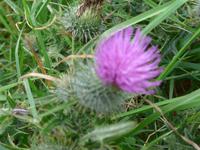 Distel - Nationalblume der Schotten