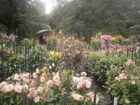 Dahlienlabyrinth in der Villa Taranto