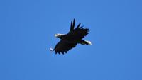 Seeadler im Raftsund auf der Seeadlersafari 