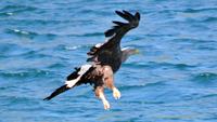 Seeadler im Raftsund auf der Seeadlersafari 