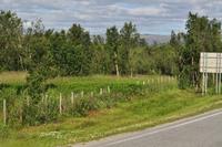 Elch - exakt in der Bildmitte!