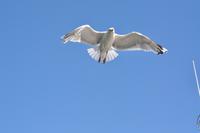 Seeadlersafari im Raftsund - Lofoten & Vesterålen