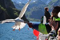 Seeadlersafari im Raftsund - Lofoten & Vesterålen