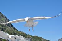 Seeadlersafari im Raftsund - Lofoten & Vesterålen