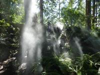 Im Capilano Suspension Bridge Park