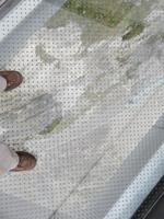 497 Ausflug zum Schilthorn - Birg - Skywalk - Blick in die Tiefe