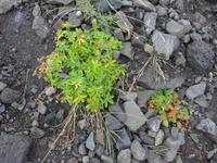 Island, Svinafellsjökull, Alpen-Frauenmantel