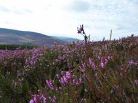 Schottland Impressionen
