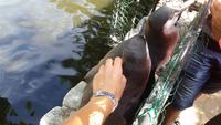 Pinguine streicheln
