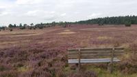 Kutschfahrt durch die Lüneburger Heide