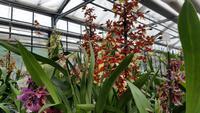 Orchideengarten Celle