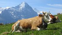 Auf dem First Blick zur Eigernordwand mit Kuh