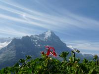 Blick vom First zur Eigernordwand 