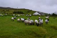 Schaffarm am Killary Harbour