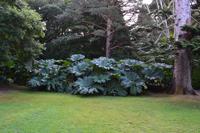 Mammutblatt im Muckross Park, Killarney National Park