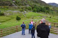 Sheep dog demonstration