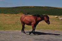 Dartmoor Ponys