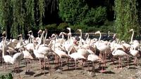 Walsrode. Weltvogelpark