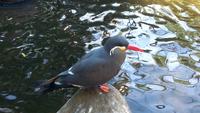 Walsrode. Weltvogelpark