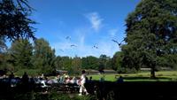 Walsrode. Weltvogelpark, Flugshow