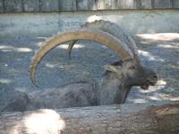 Stolzer Steinbock im Alpenwildpark