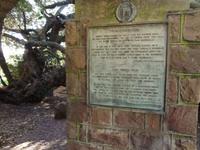 Der Postbaum in Mossel Bay