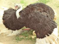 ich tanz Euch einen Brauttanz vor ! 