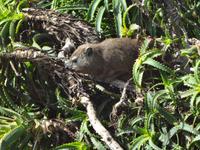 Dassie auf Aloa Vera Pflanze