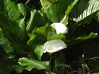 Callas Lilien