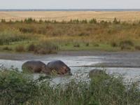 Nilpferde an der frischen Luft