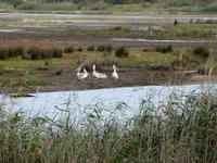 Krokodile moegen keine Pelikane