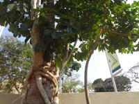 Baum waechst auf Baum 