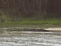 ein Riesenkrokodil, 4 Meter lang